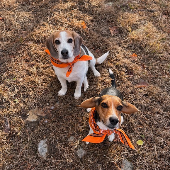 Meet your Posher, Hannah - Picture 6 of 7